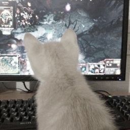 A cat